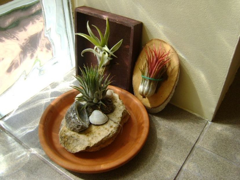 Grup de 3 tillandsia - Suculente 2018