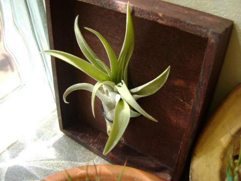 Tillandsia albida - Suculente 2018