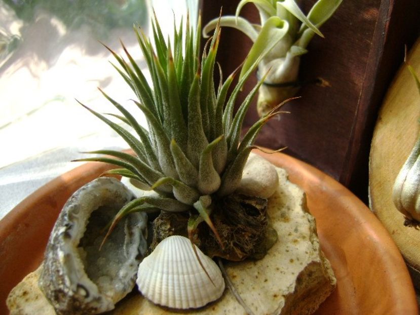 Tillandsia ionantha - Suculente 2018