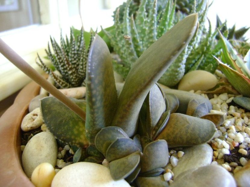 Gasteria glomerata - Suculente 2018