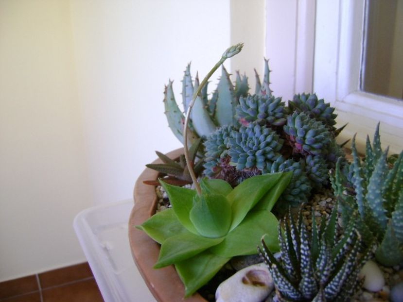 Haworthia cymbiformis - Suculente 2018