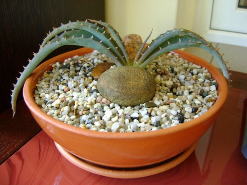 Aloe suprafoliata - Suculente 2018