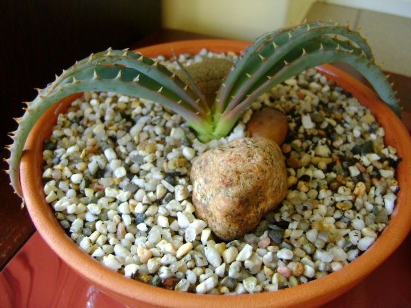 Aloe suprafoliata - Suculente 2018