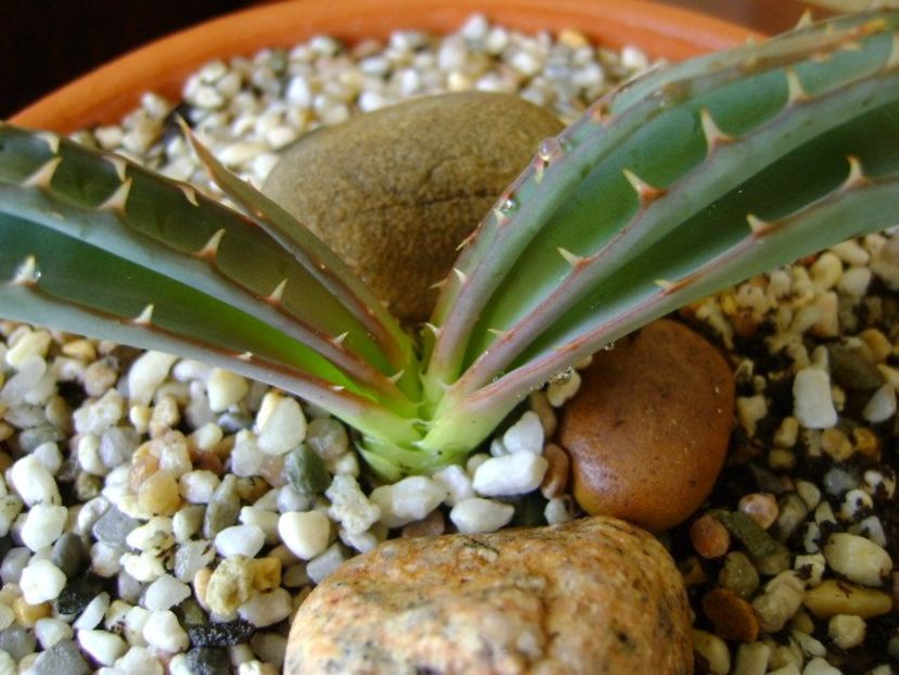 Aloe suprafoliata - Suculente 2018