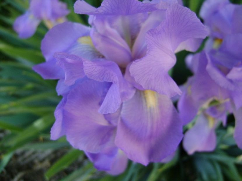 Iris - Primavara 2018