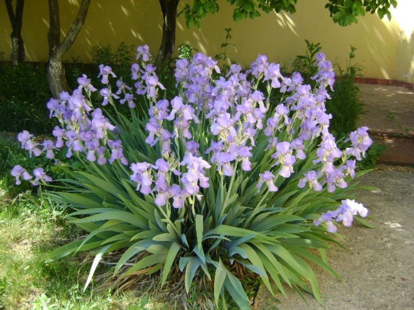 Iris - Primavara 2018