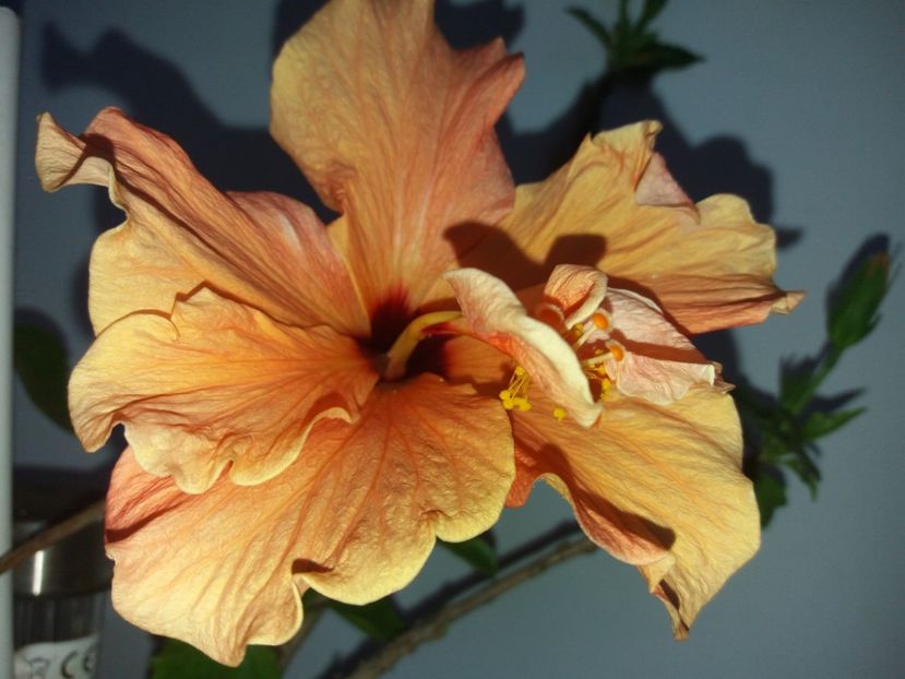  - Florile mele mai 2018