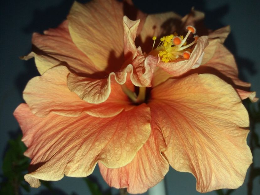  - Florile mele mai 2018