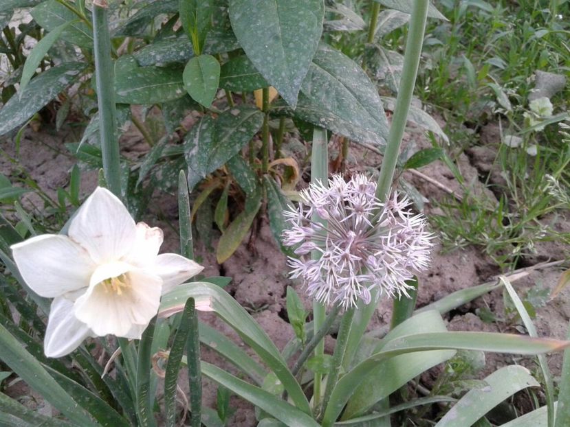 Allium alb - plante de primavara