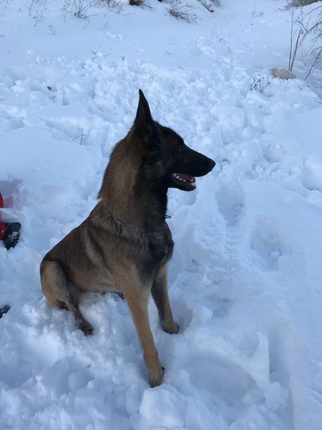 MAXIMUS - Pitbulii mei