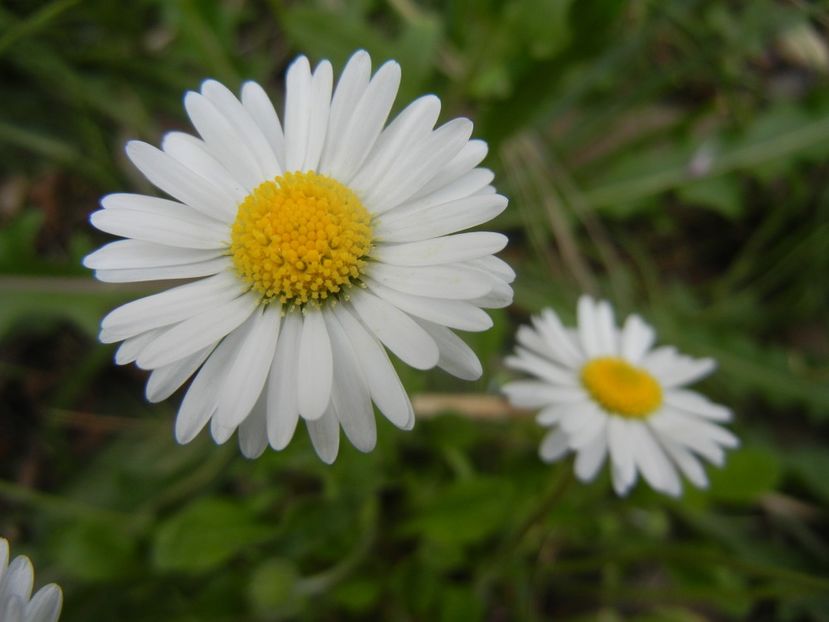 Bellis perennis (2018, April 15) - BELLIS Perennis