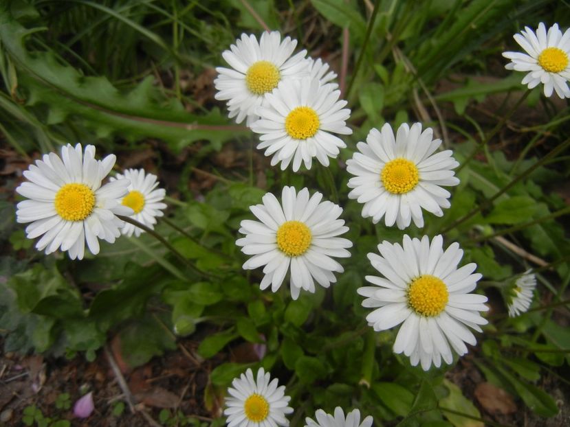 Bellis perennis (2018, April 18) - BELLIS Perennis