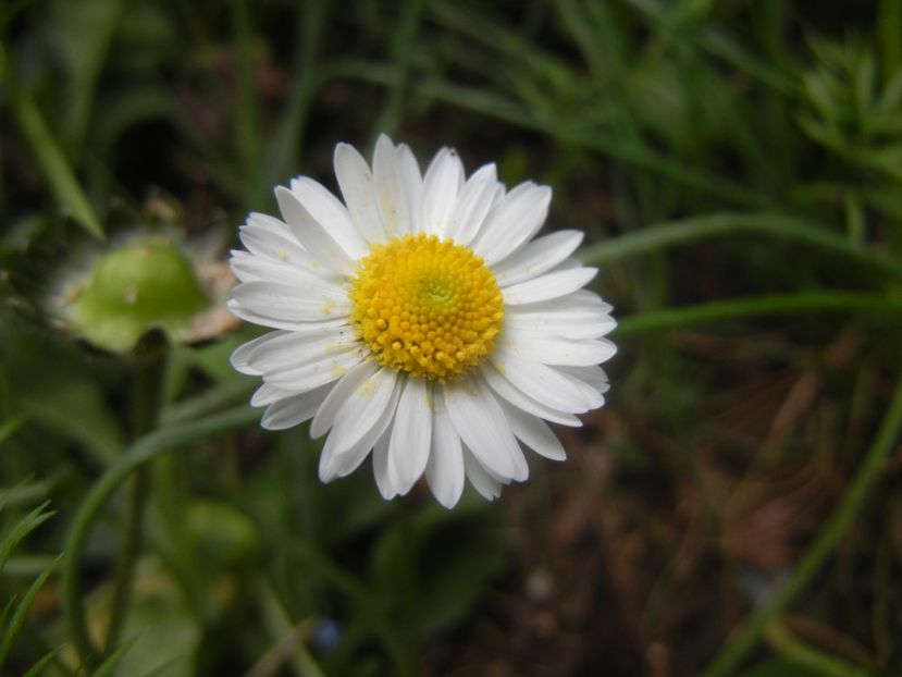 Bellis perennis (2018, April 24) - BELLIS Perennis