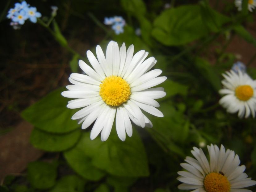 Bellis perennis (2018, April 24) - BELLIS Perennis