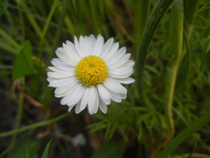 Bellis perennis (2018, April 29) - BELLIS Perennis