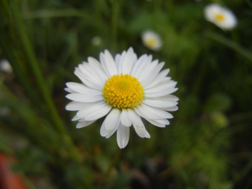 Bellis perennis (2018, April 29) - BELLIS Perennis