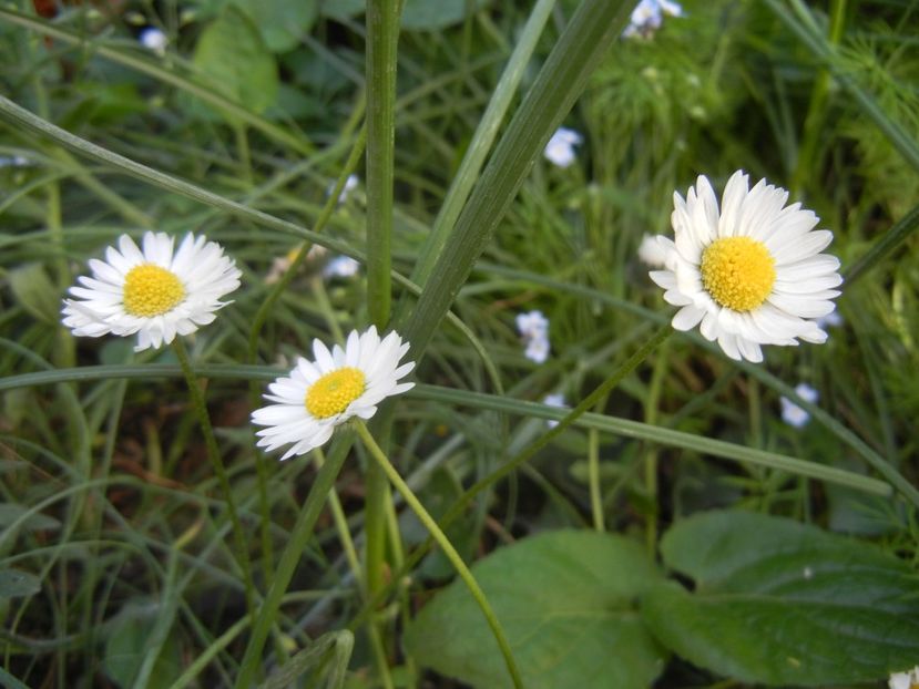 Bellis perennis (2018, April 29) - BELLIS Perennis