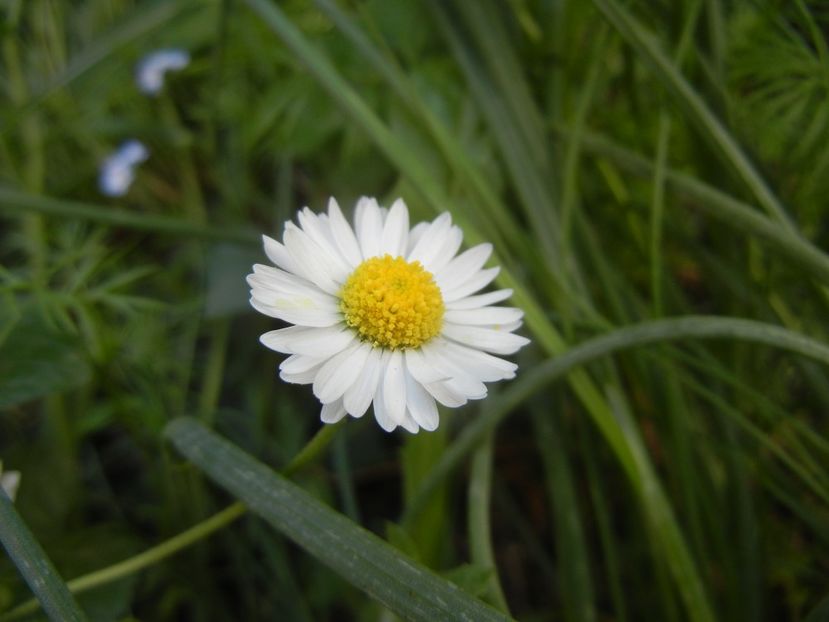 Bellis perennis (2018, April 29) - BELLIS Perennis