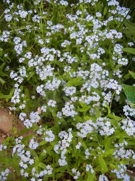 Myosotis alpestris (2018, April 17) - MYOSOTIS Alpestris