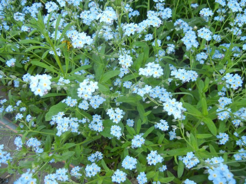Myosotis alpestris (2018, April 23) - MYOSOTIS Alpestris