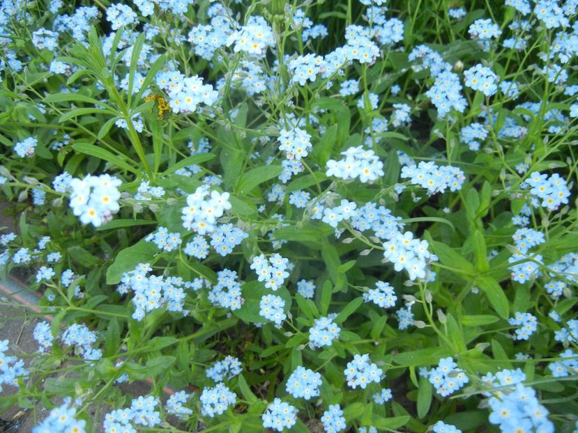 Myosotis alpestris (2018, April 23) - MYOSOTIS Alpestris