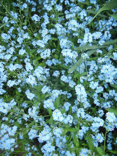 Myosotis alpestris (2018, April 23) - MYOSOTIS Alpestris