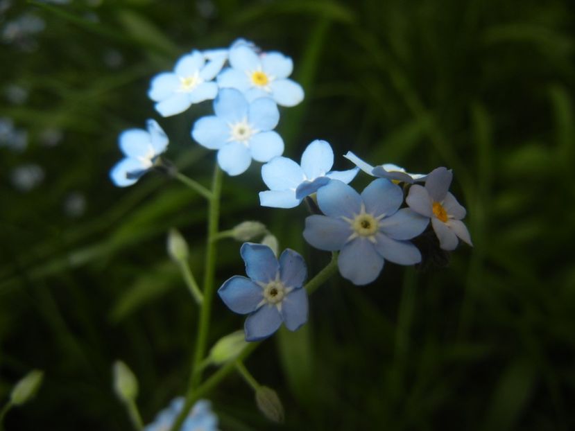 Myosotis alpestris (2018, April 24) - MYOSOTIS Alpestris