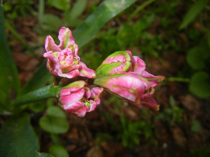 Hyacinth Eros (2018, April 17) - Hyacinth Eros