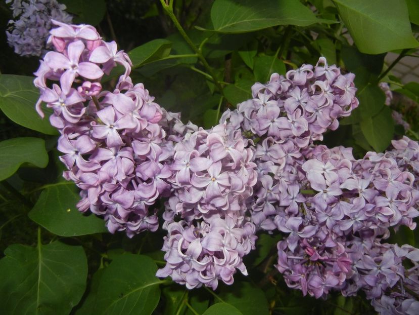 Lilac Ruhm von Horstenstein (`18,Apr.27) - Ruhm von Horstenstein