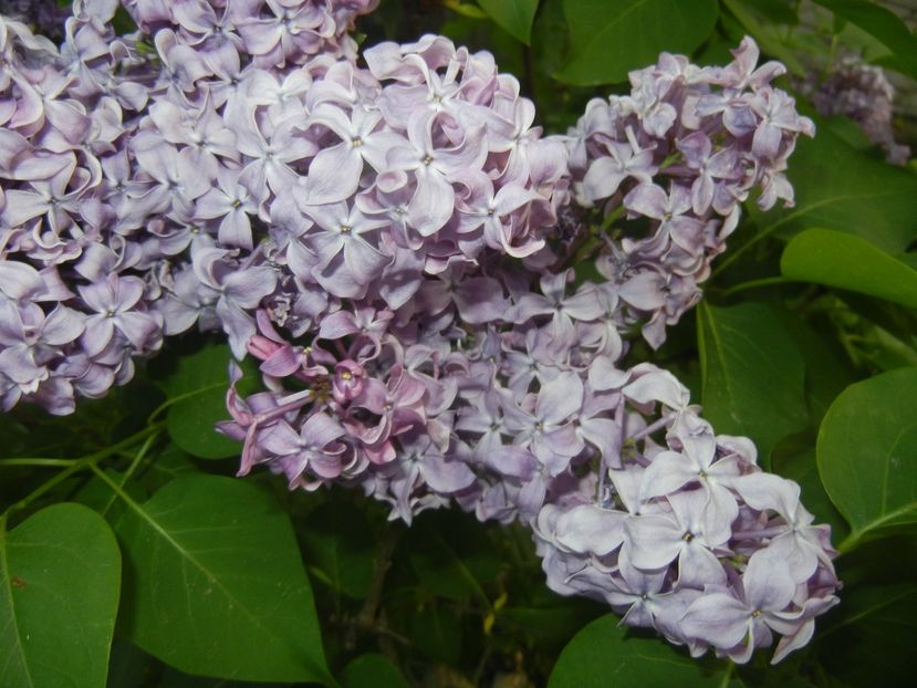 Lilac Ruhm von Horstenstein (`18,Apr.27) - Ruhm von Horstenstein