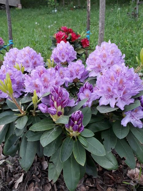 Rhododendron Grandiflorum - 1 Gradina mea