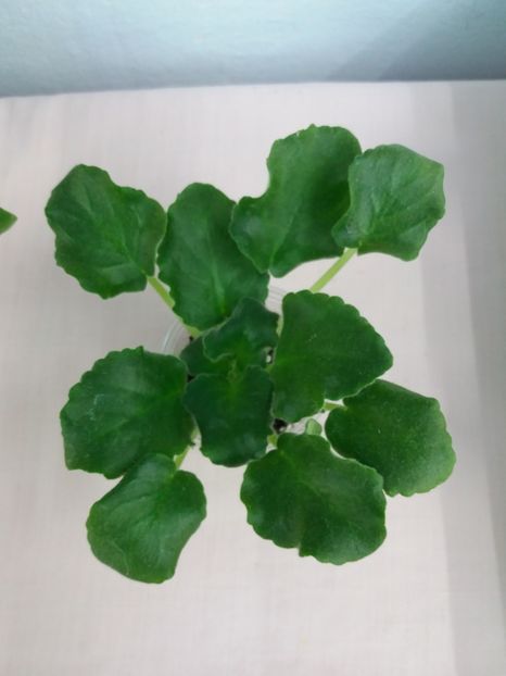 4 mai - ZZ LE Chateau Margaux