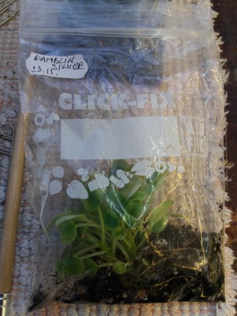 4 mai - Ramblin Silver