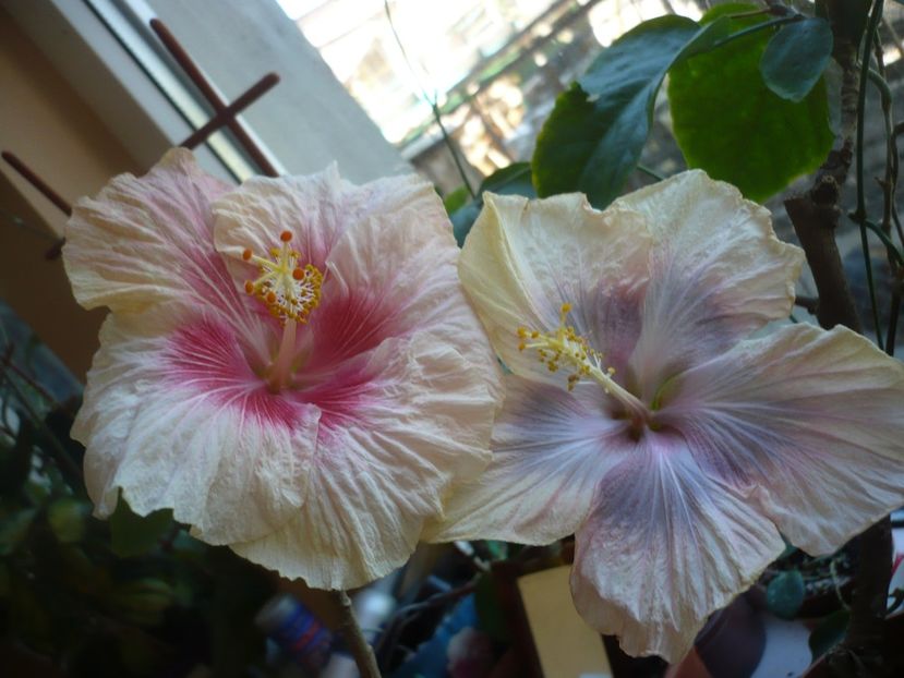 P1360738 - HIBISCUSI 2018-1