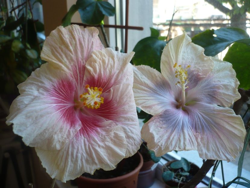 P1360740 - HIBISCUSI 2018-1