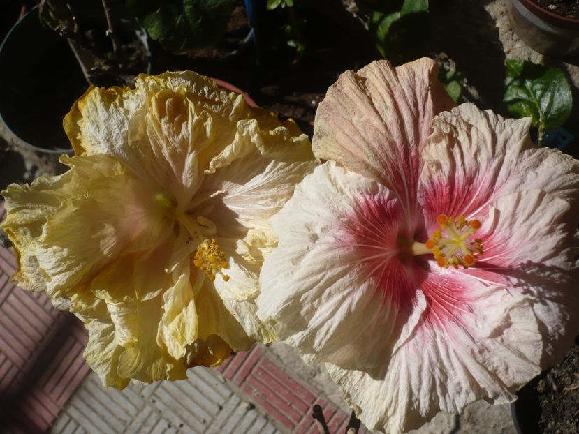 P1360742 - HIBISCUSI 2018-1