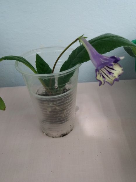 4 mai - DS Meteor Shower