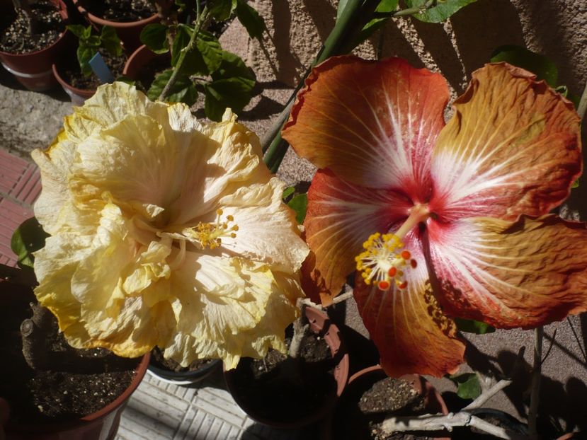 P1360745 - HIBISCUSI 2018-1