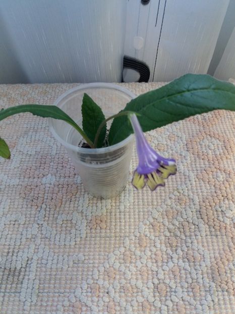 4 mai - DS Meteor Shower