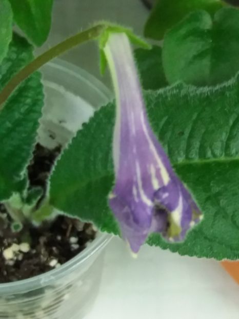 2 mai - DS Meteor Shower