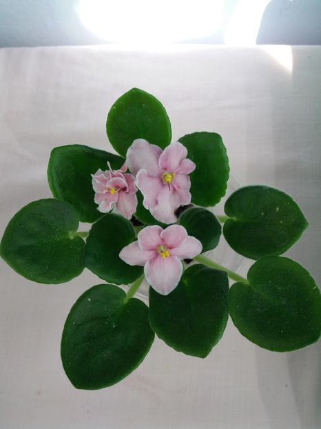 4 mai - ZZ Aca s Pink Delight