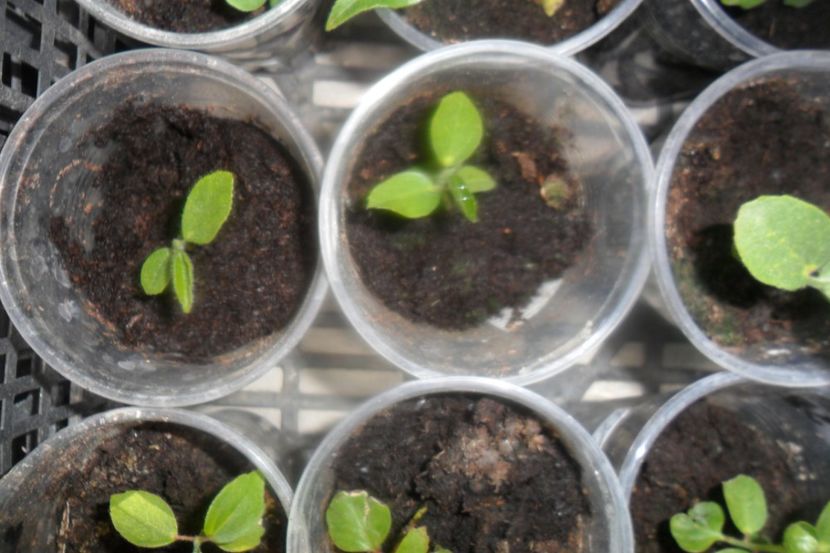  - metoda mea de germinare a semintelor de hibiscus tropical