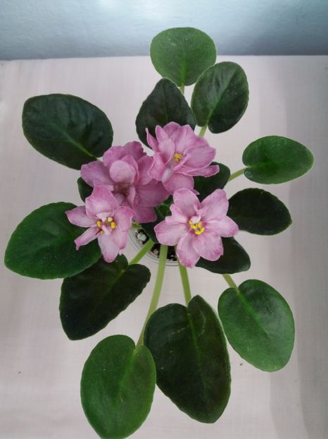 4 mai - ZZ RS Korrida