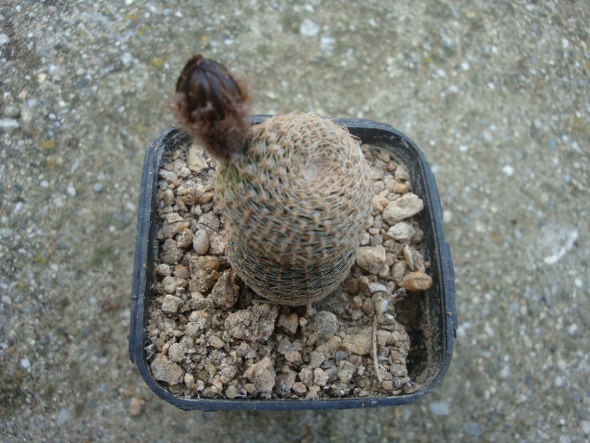 Reicheocactus pseudoreicheanus Backeb. 1942. - Genul Reicheocactus