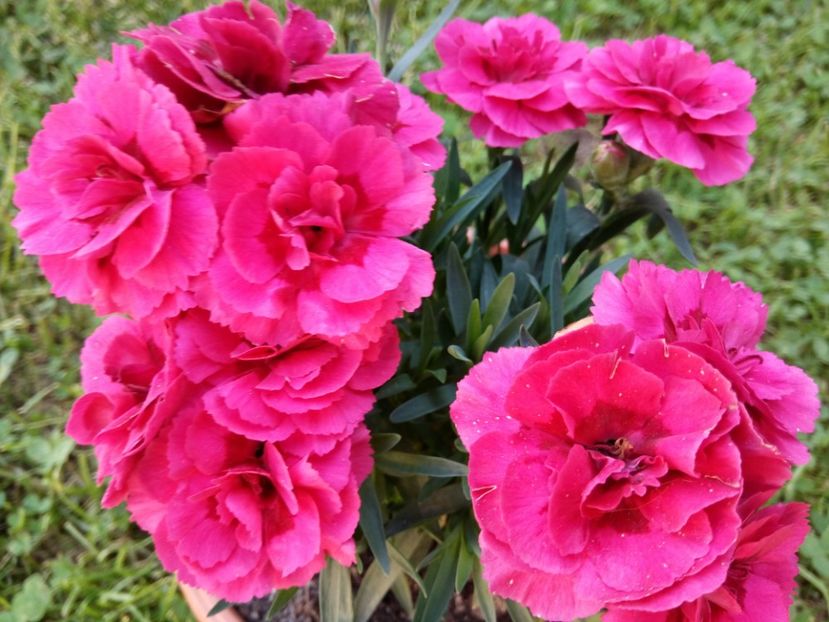  - Flori de PRIMAVARA-VARA -2018