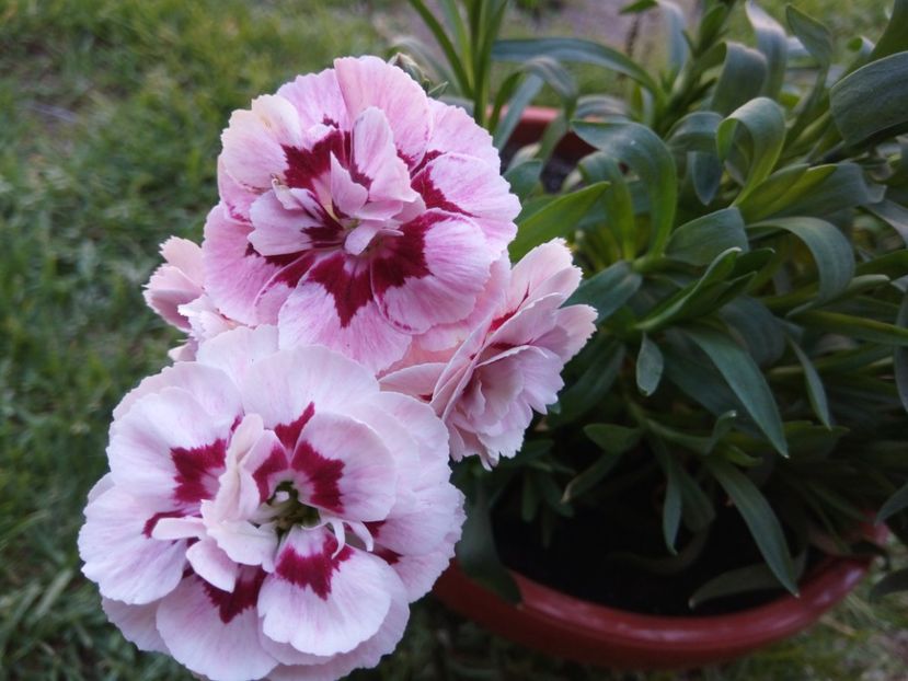  - Flori de PRIMAVARA-VARA -2018