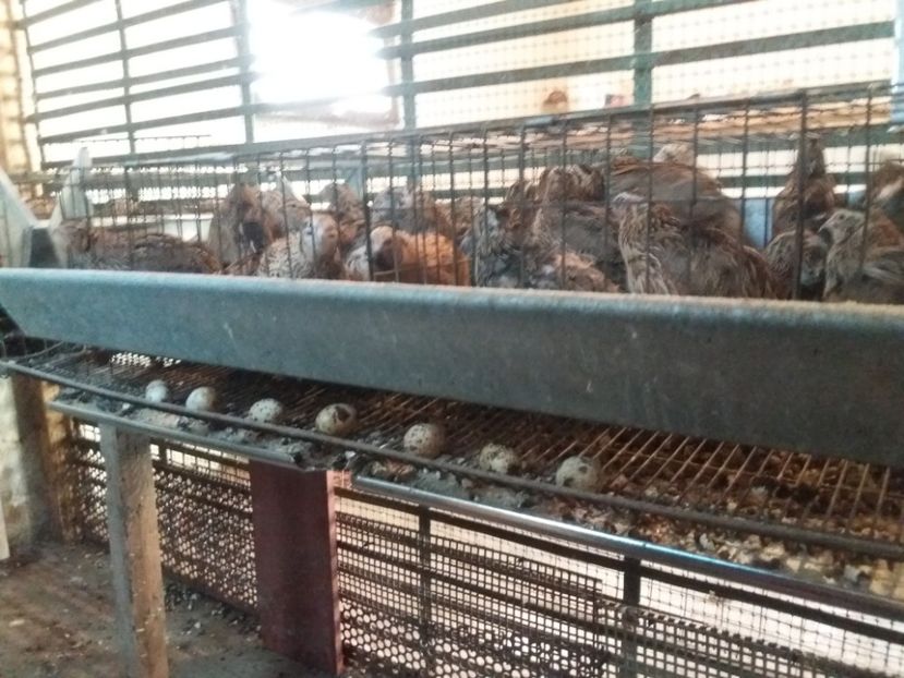  - Prepelite de vanzare