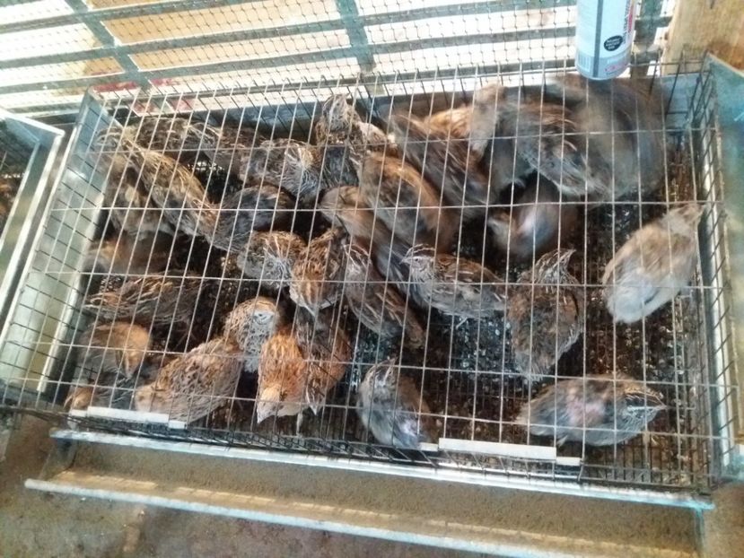  - Prepelite de vanzare