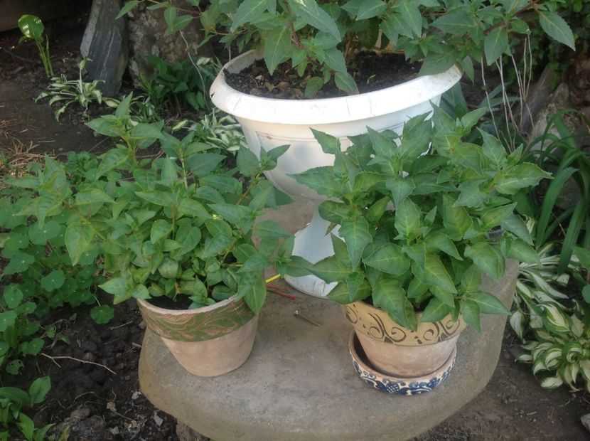  - Jollie La Grande Avignon