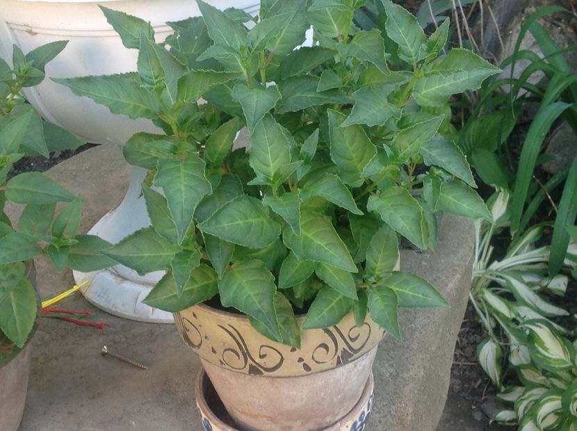  - Jollies La Grande Lorraine